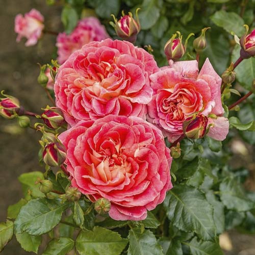 Rosa floribunda Designer Sunset®, C3 interface.image 1 interface.art 4984