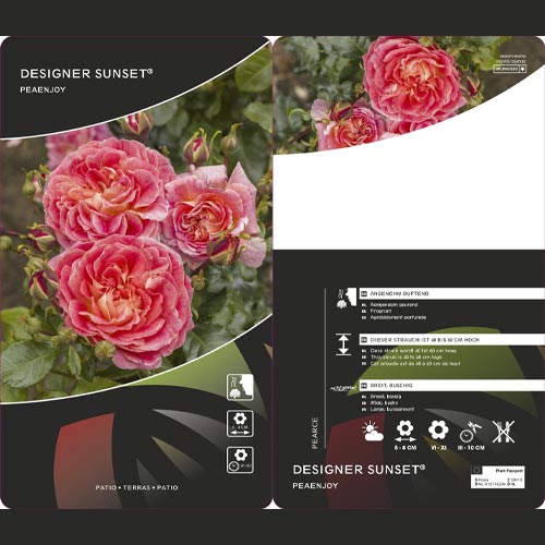 Rosa floribunda Designer Sunset®, C3 interface.image 2 interface.art 4984