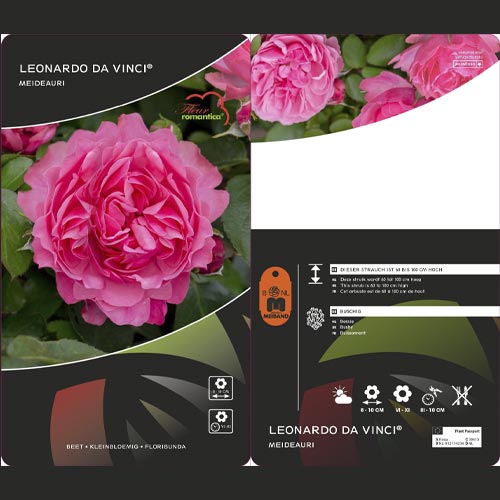 Rosa floribunda Leonardo da Vinci®, C3 interface.image 3 interface.art 4553