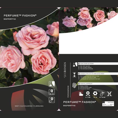 Rosa floribunda Perfume Fashion®, C3 interface.image 2 interface.art 4978