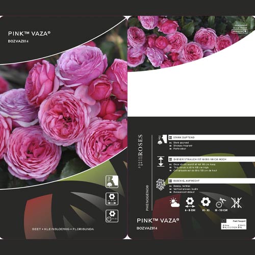 Rosa floribunda Pink Vaza®, C3 interface.art photo 2 Rosa floribunda Pink Vaza®, C3 interface.image 2 interface.art 5004