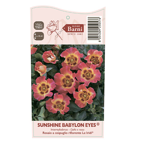 Rosa floribunda Sunshine Babylon Eyes®, C5 interface.image 3 interface.art 5517