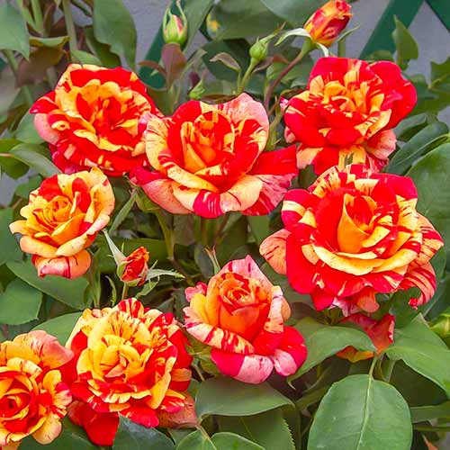 Rosal trepador Flash interface.art photo 1 Rosal trepador Flash interface.image 1 interface.art 5493