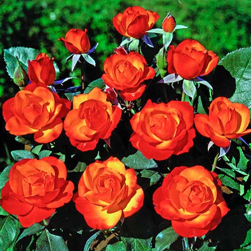 Rosal trepador Tempi Moderni interface.art photo 1 Rosal trepador Tempi Moderni interface.image 1 interface.art 5492