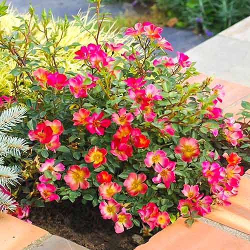 Rosas de flor grande Happy Chappy®. interface.art photo 1 Rosas de flor grande Happy Chappy®. interface.image 1 interface.art 5543