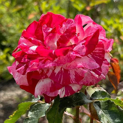 Rosas de flor grande Rock-Roll interface.image 1 interface.art 5699