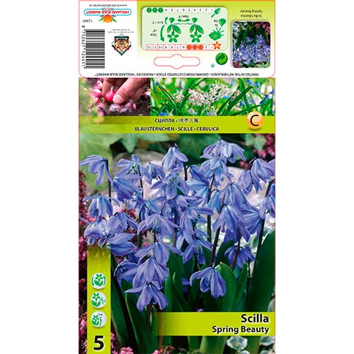 Scilla (Squill siberiano) Spring Beauty interface.image 1 interface.art 70242