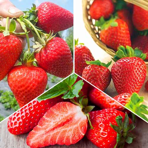 Conjunto ultrarrepetitivo de fresas, 3 variedades interface.art photo 1 Conjunto ultrarrepetitivo de fresas, 3 variedades interface.image 1 interface.art 5416