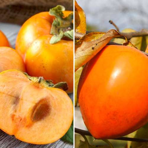 Lote de caquis (Hurma oriental), 2 plantas interface.art photo 1 Lote de caquis (Hurma oriental), 2 plantas interface.image 1 interface.art 4881