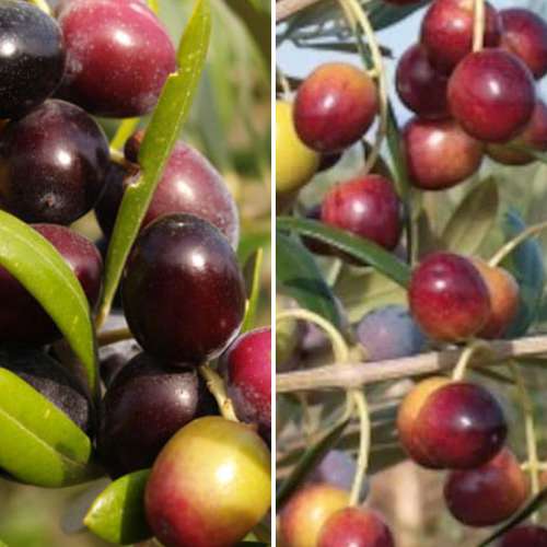 Surtido de olivos, 2 plantas interface.art photo 1 Surtido de olivos, 2 plantas interface.image 1 interface.art 4882