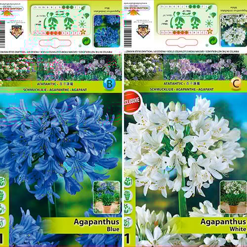Gran oferta Agapanthus, set de 2 variedades interface.image 1 interface.art 76516