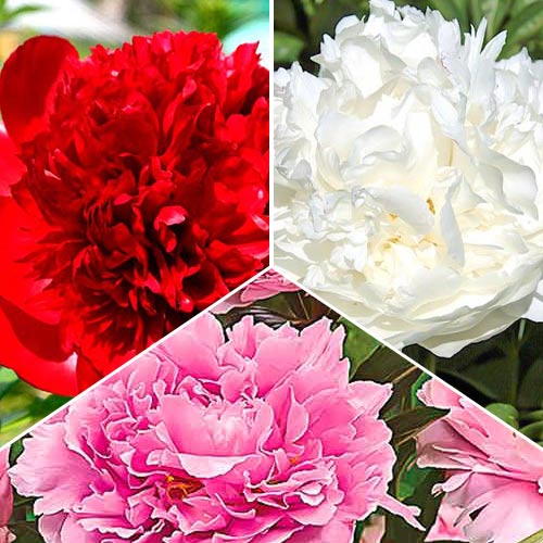 Gran oferta Peonías, lote de 3 bulbos interface.art photo 1 Gran oferta Peonías, lote de 3 bulbos interface.image 1 interface.art 76507