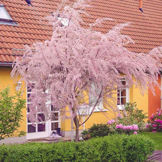 Tamarisco de flor pequeña, P9 interface.image 1 interface.art 9102