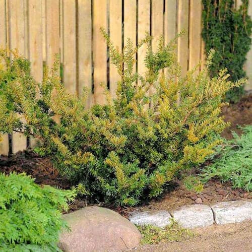 Tejo híbrido Farmen interface.image 1 interface.art 9690