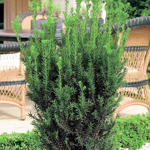 Tejo híbrido Hillii interface.art photo 1 Tejo híbrido Hillii interface.image 1 interface.art 9691