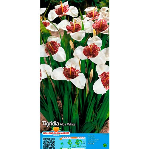 Tigridia White interface.art photo 1 Tigridia White interface.image 1 interface.art 76504