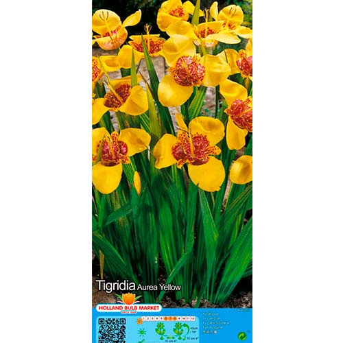 Tigridia Yellow interface.image 1 interface.art 76505