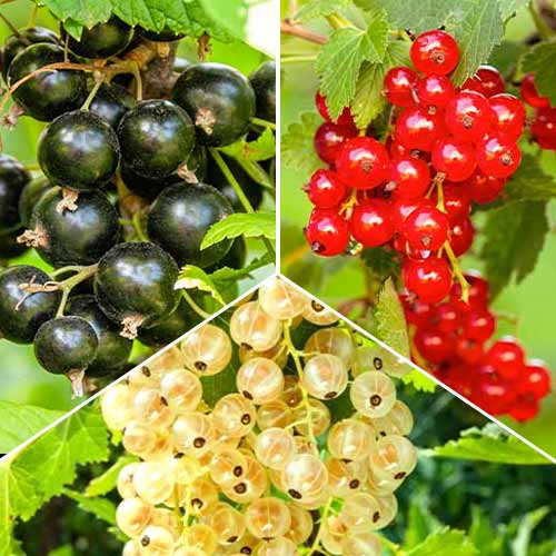 Trío de grosellas rojas, 3 plantas interface.art photo 1 Trío de grosellas rojas, 3 plantas interface.image 1 interface.art 5845