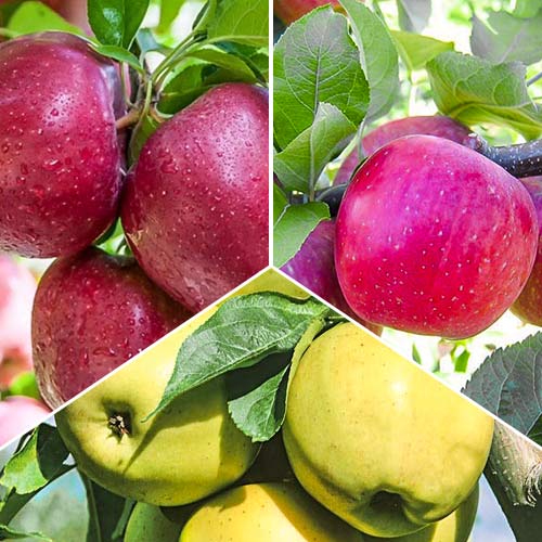 Trío de manzanos, 3 plantones interface.art photo 1 Trío de manzanos, 3 plantones interface.image 1 interface.art 6945