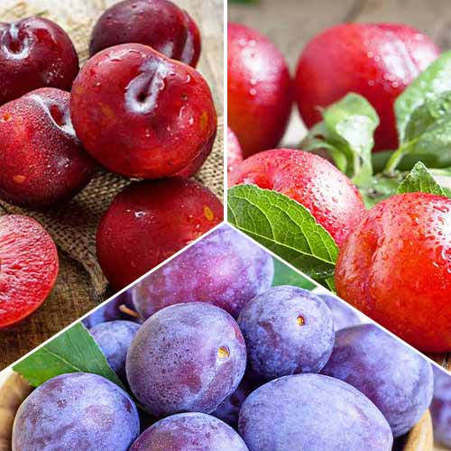 Trío de ciruelos, 3 plantones interface.art photo 1 Trío de ciruelos, 3 plantones interface.image 1 interface.art 5674