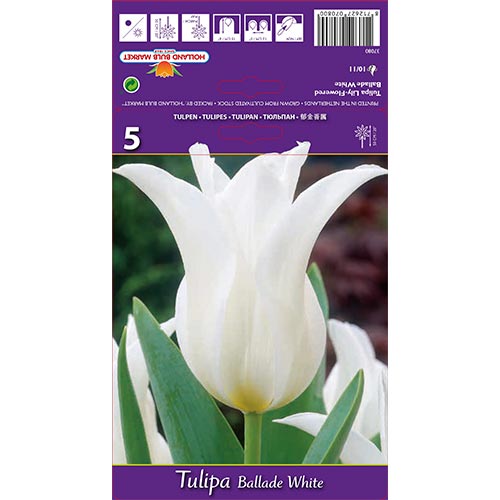 Tulipe Ballade Blanco interface.art photo 1 Tulipe Ballade Blanco interface.image 1 interface.art 67691