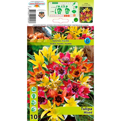 Tulipe botanique Mixto interface.image 1 interface.art 67873