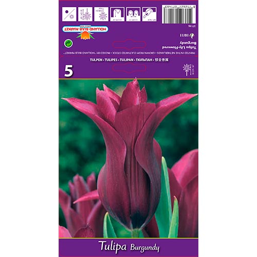 Tulipe Burgundy interface.art photo 1 Tulipe Burgundy interface.image 1 interface.art 67759