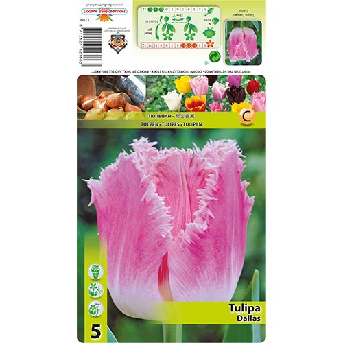 Tulipe Dallas interface.image 1 interface.art 67694