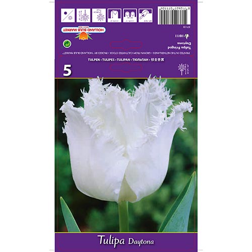 Tulipe Daytona interface.art photo 1 Tulipe Daytona interface.image 1 interface.art 67723