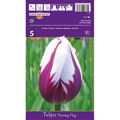 Tulipe Flaming Flag interface.art photo 1 Tulipe Flaming Flag interface.image 1 interface.art 68113
