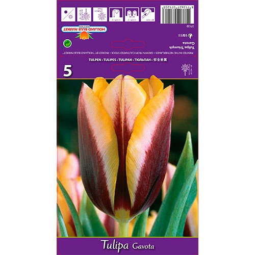 Tulipe Gavota interface.image 1 interface.art 67840