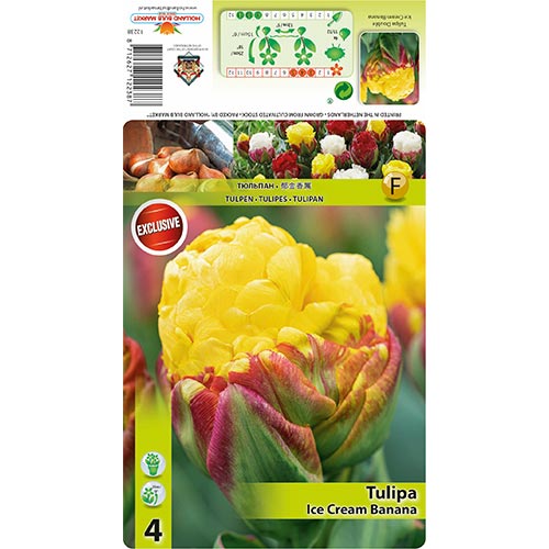 Tulipe Helado Plátano interface.image 1 interface.art 68402