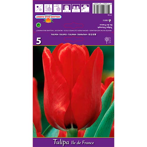 Tulipe Ile de France interface.art photo 1 Tulipe Ile de France interface.image 1 interface.art 70218