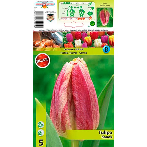Tulipe Kanok interface.image 1 interface.art 68407