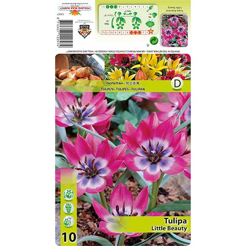 Tulipe Pequeña Belleza interface.image 1 interface.art 67499