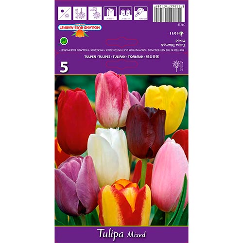 Tulipe Mixto interface.image 1 interface.art 67846