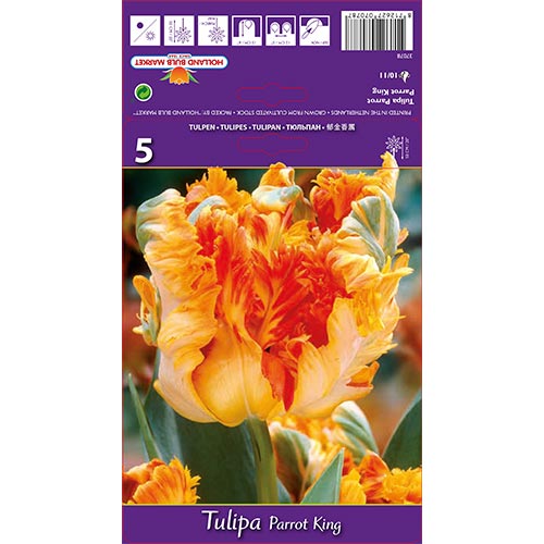 Tulipe Parrot King interface.image 1 interface.art 67801