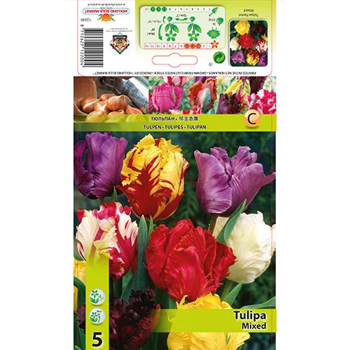 Tulipe Parrot Mixto interface.image 1 interface.art 67874