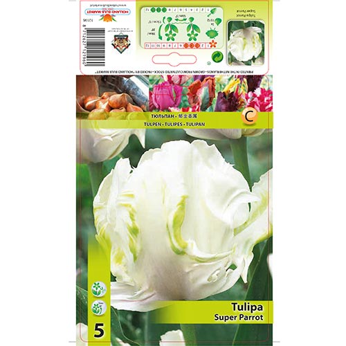 Tulipán Super Parrot interface.image 1 interface.art 67802