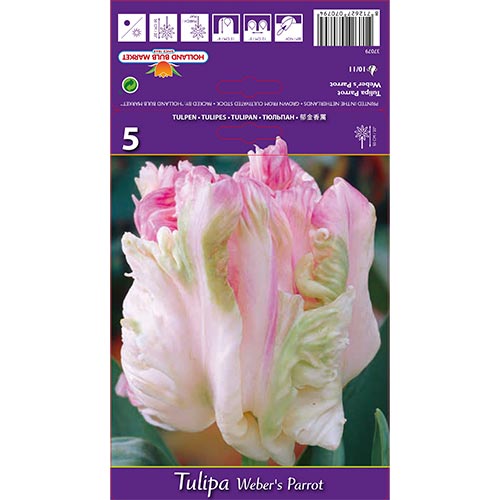 Tulipán Weber's Parrot interface.art photo 1 Tulipán Weber's Parrot interface.image 1 interface.art 67710