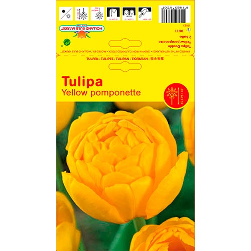 Tulipán Yellow Pomponette interface.image 1 interface.art 67733