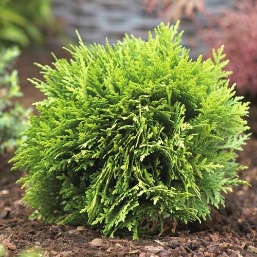 Tuya occidental Danica, C2 interface.image 1 interface.art 7750