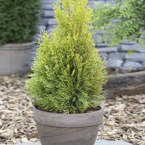 Tuya occidental Smaragd, C2 interface.art photo 1 Tuya occidental Smaragd, C2 interface.image 1 interface.art 7752