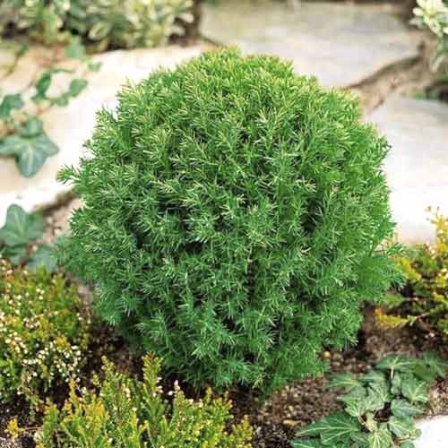 Tuya occidental Teddy, C2 interface.image 1 interface.art 7753