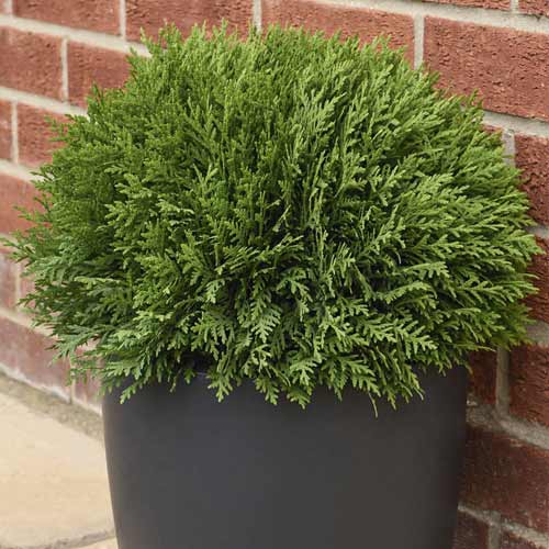 Tuya occidental Tiny Tim, C2 interface.art photo 1 Tuya occidental Tiny Tim, C2 interface.image 1 interface.art 7754