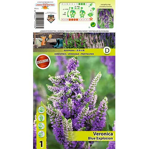 Verónica Spicata Blue Explosion interface.art photo 1 Verónica Spicata Blue Explosion interface.image 1 interface.art 70453