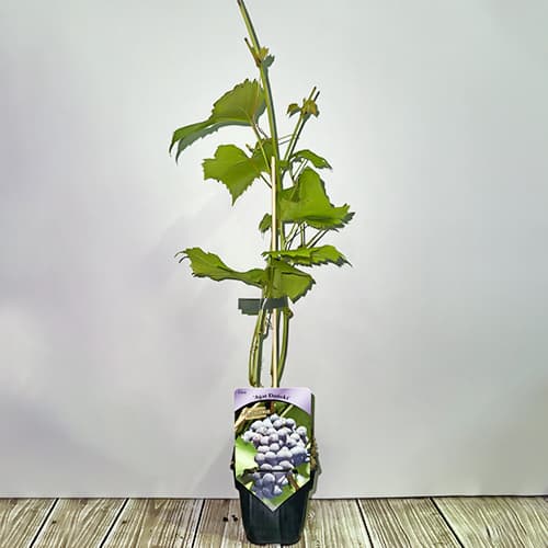 Vid Agat Doñsky, P9 interface.art photo 2 Vid Agat Doñsky, P9 interface.image 2 interface.art 6948