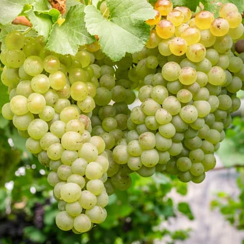 Vid Aurora interface.art photo 1 Vid Aurora interface.image 1 interface.art 7372