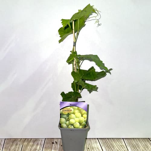 Vid Bianca, P9 interface.image 2 interface.art 7334