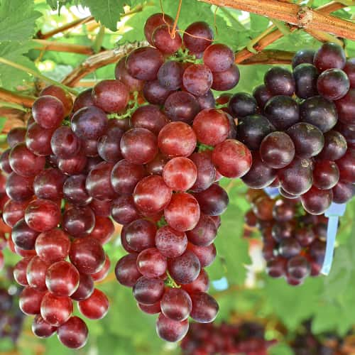 Vid Lidia, P9 interface.image 1 interface.art 7340